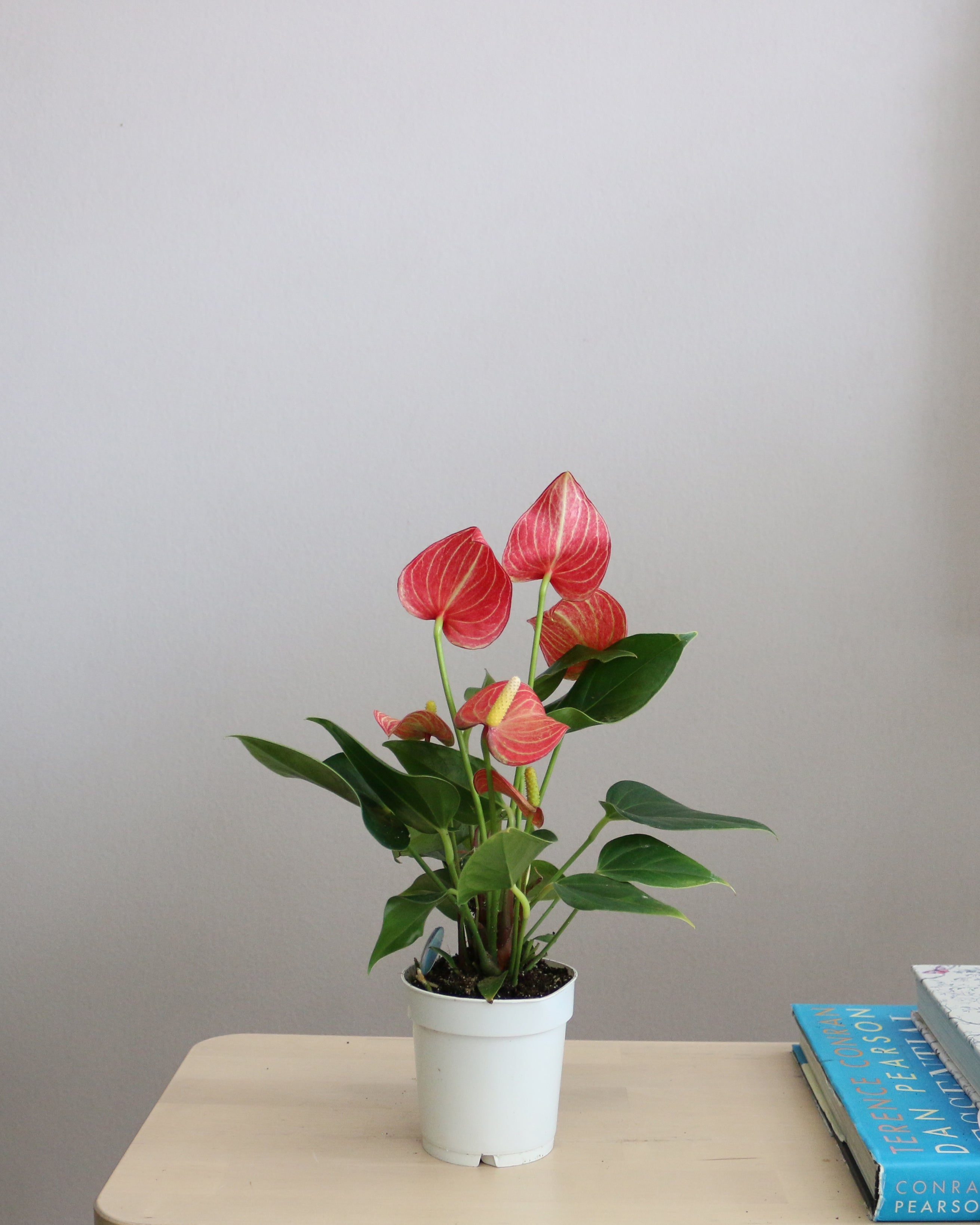 Anthurium Mix