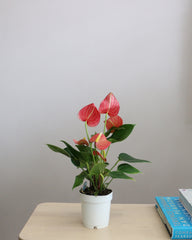 Anthurium Mix