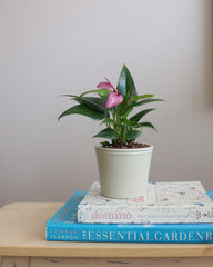 Anthurium Zizou