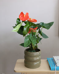 Anthurium Mix 2