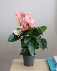 Anthurium Mix 2