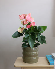 Anthurium Mix 2