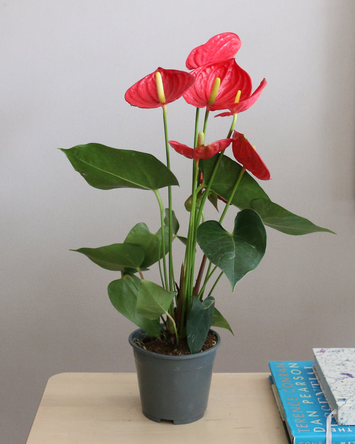 Anthurium Mix 2
