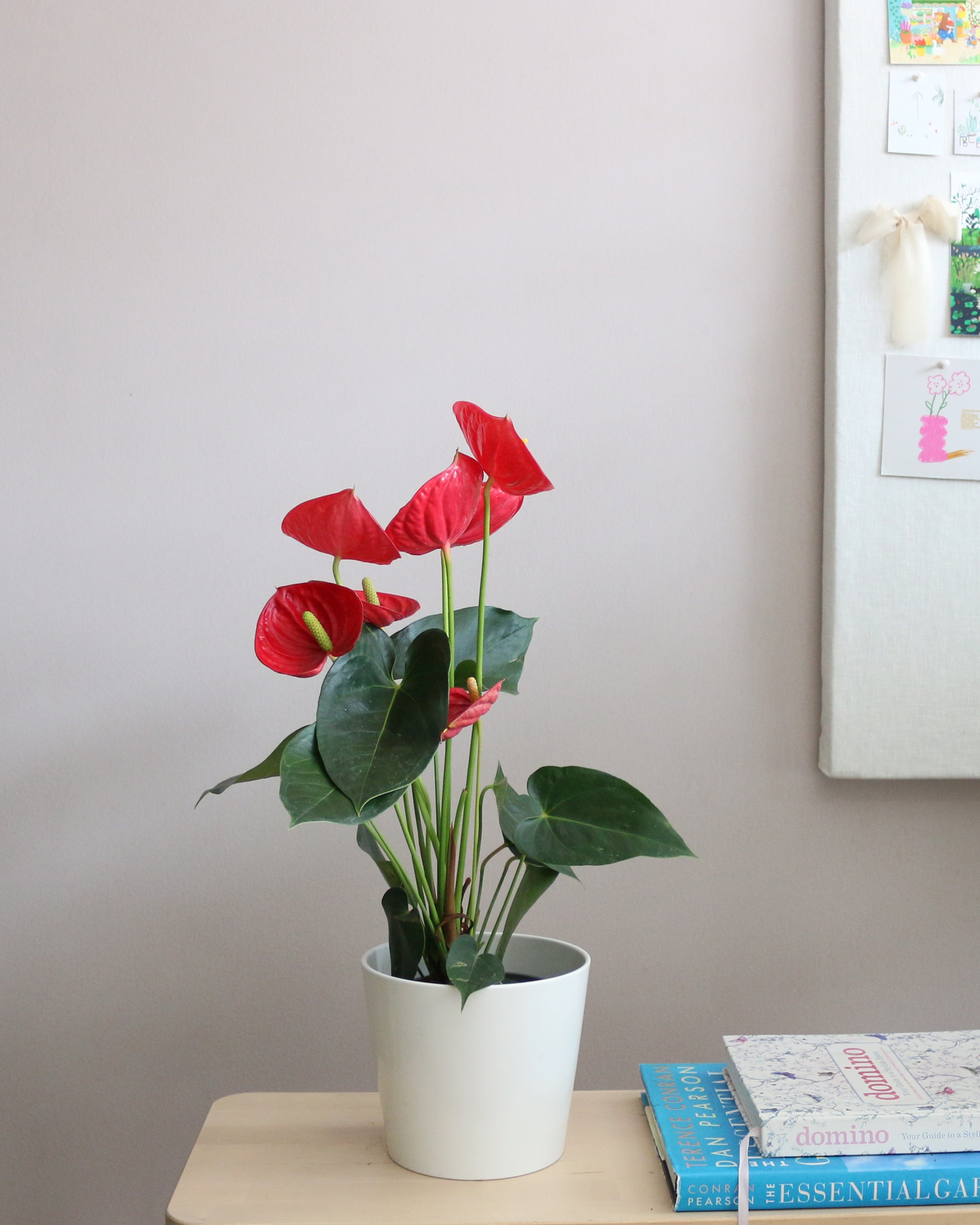 Anthurium Mix 2