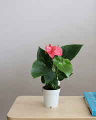Anthurium Mix