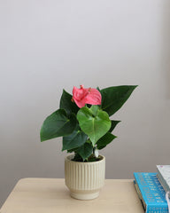 Anthurium Mix