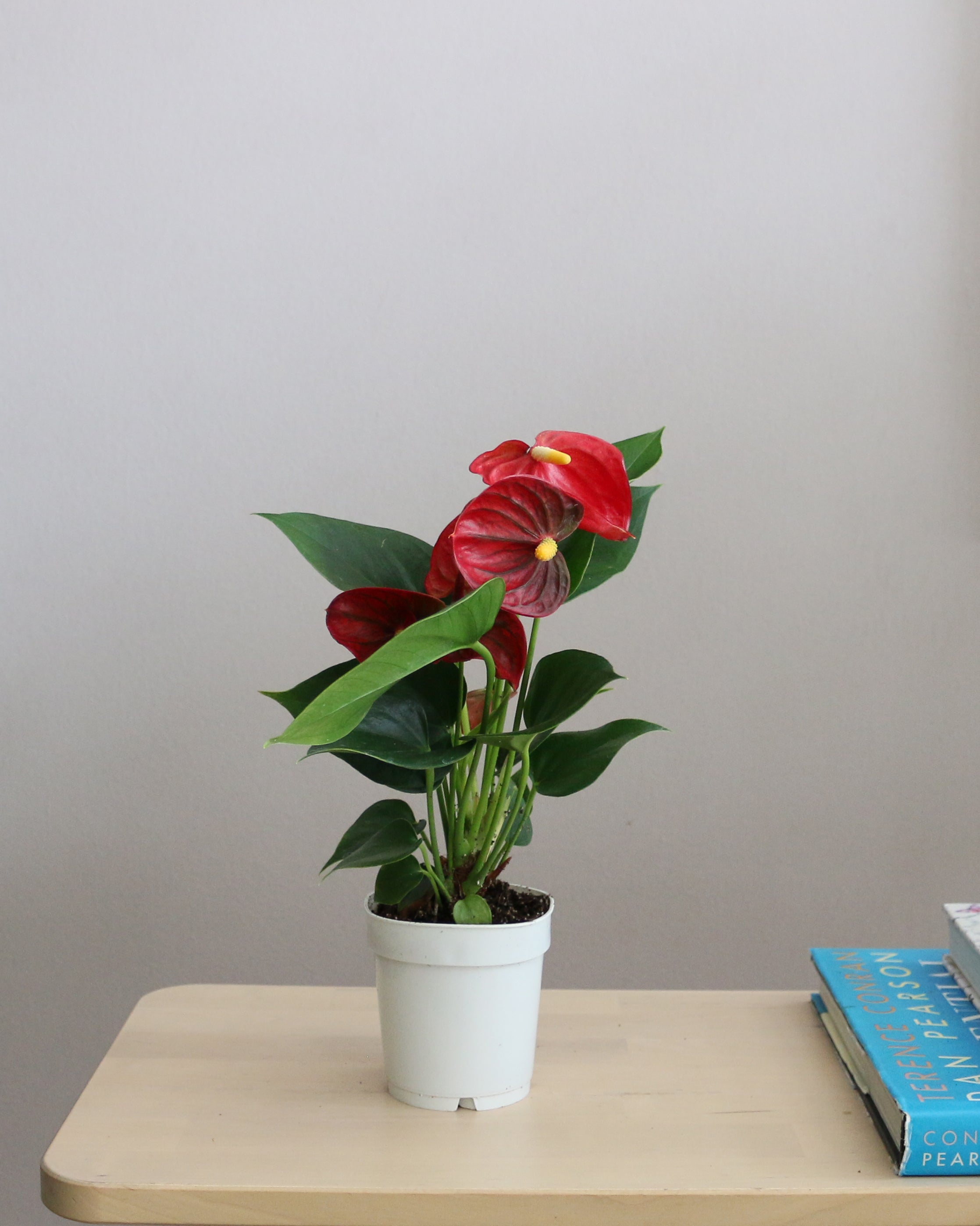 Anthurium Mix