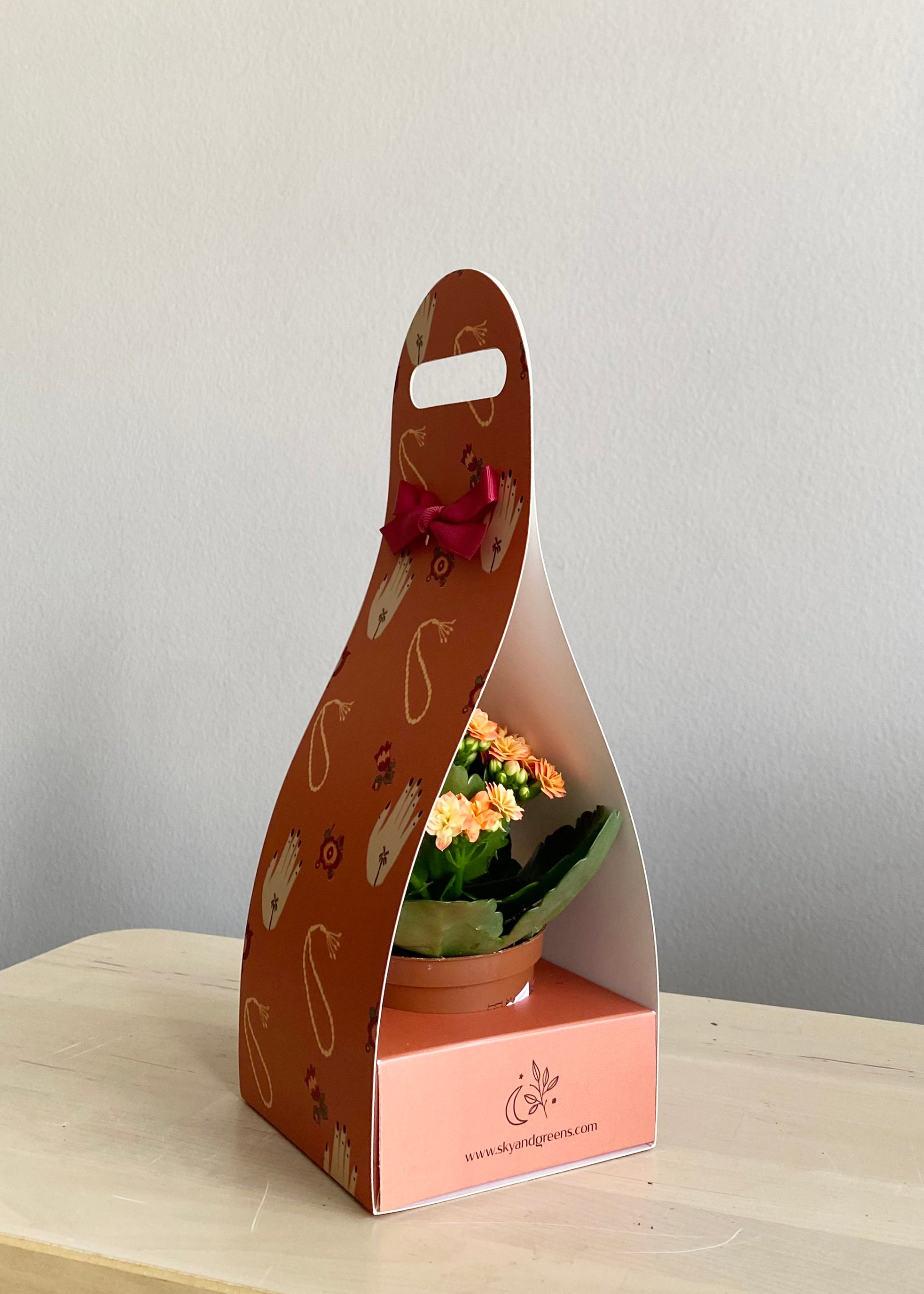 Kalanchoe