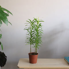 Lilium