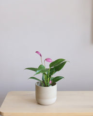 Anthurium Zizou