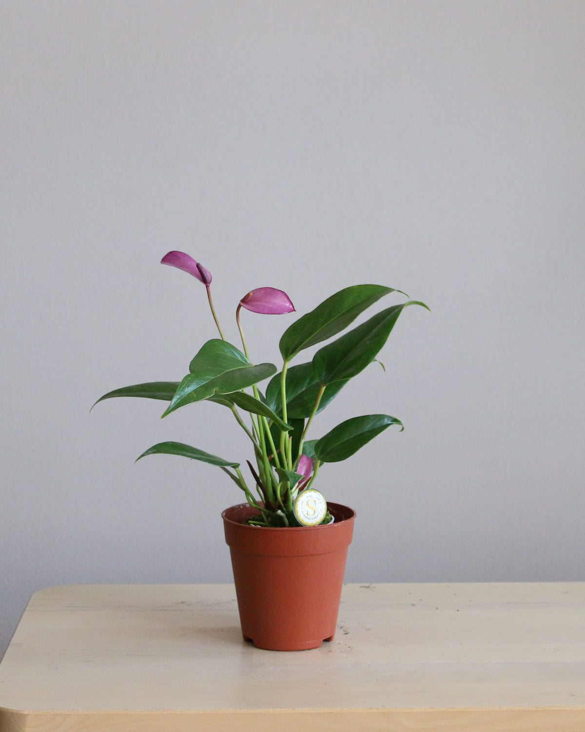 Anthurium Zizou