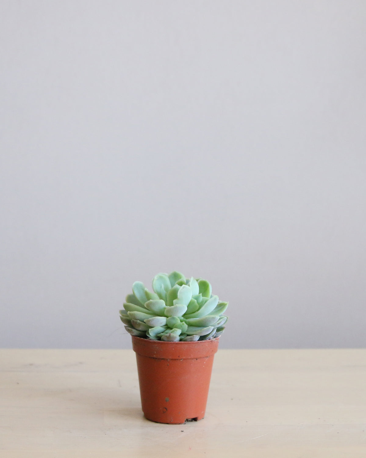 Echeveria
