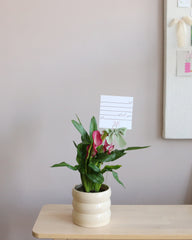 Zantedeschia - Calla Lily -
