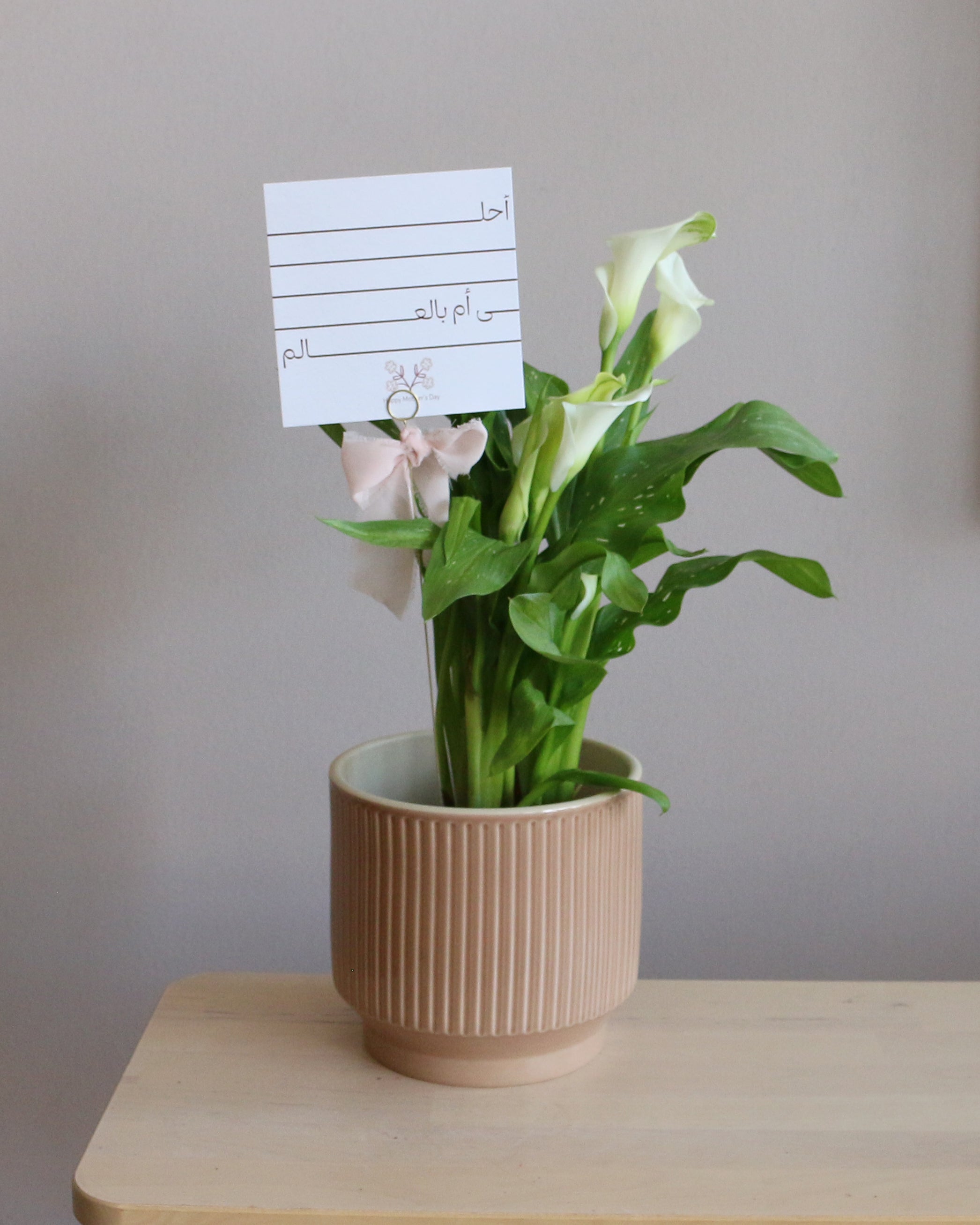 Zantedeschia - Calla Lily -