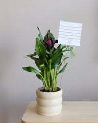 Zantedeschia - Calla Lily -