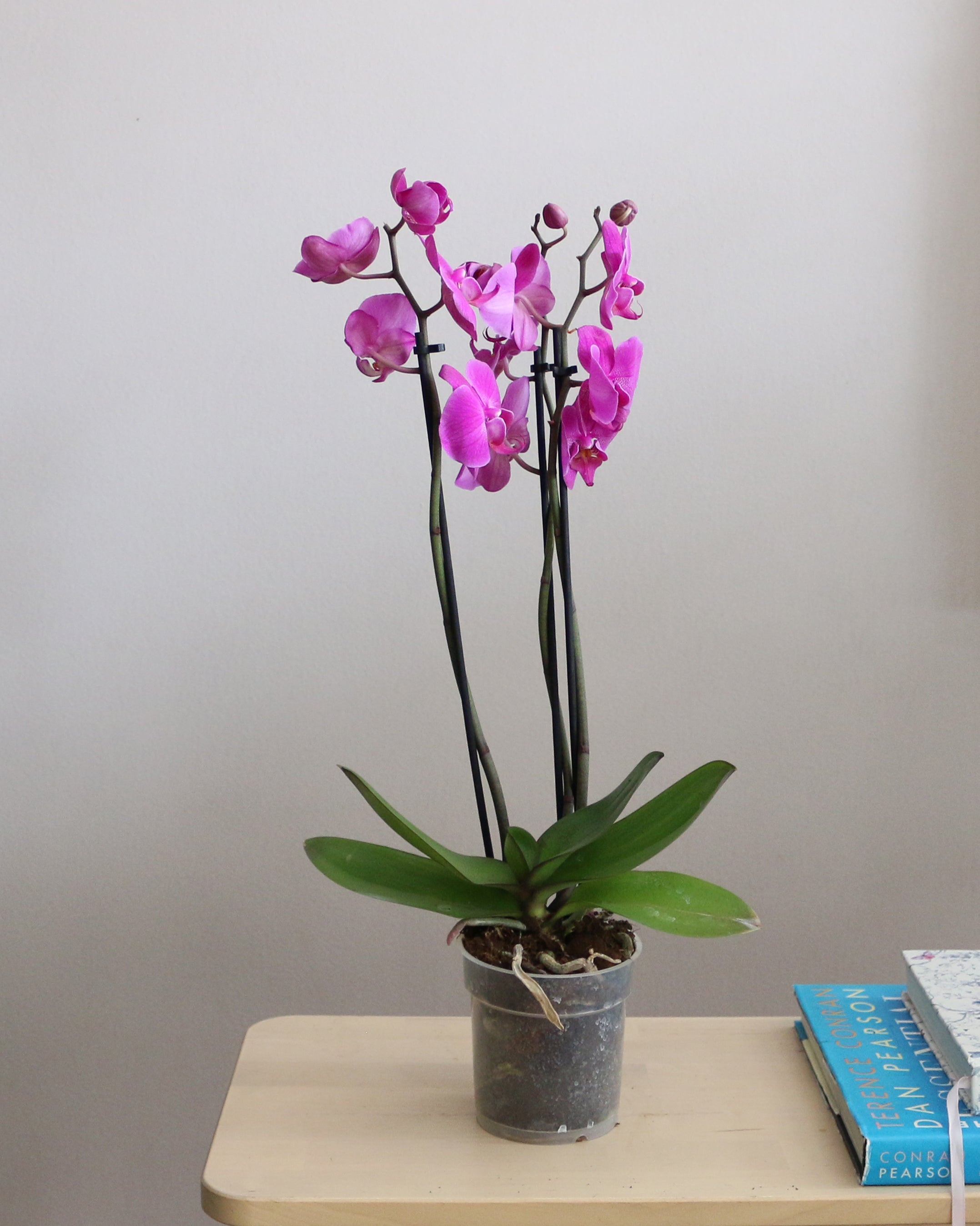 Orchid