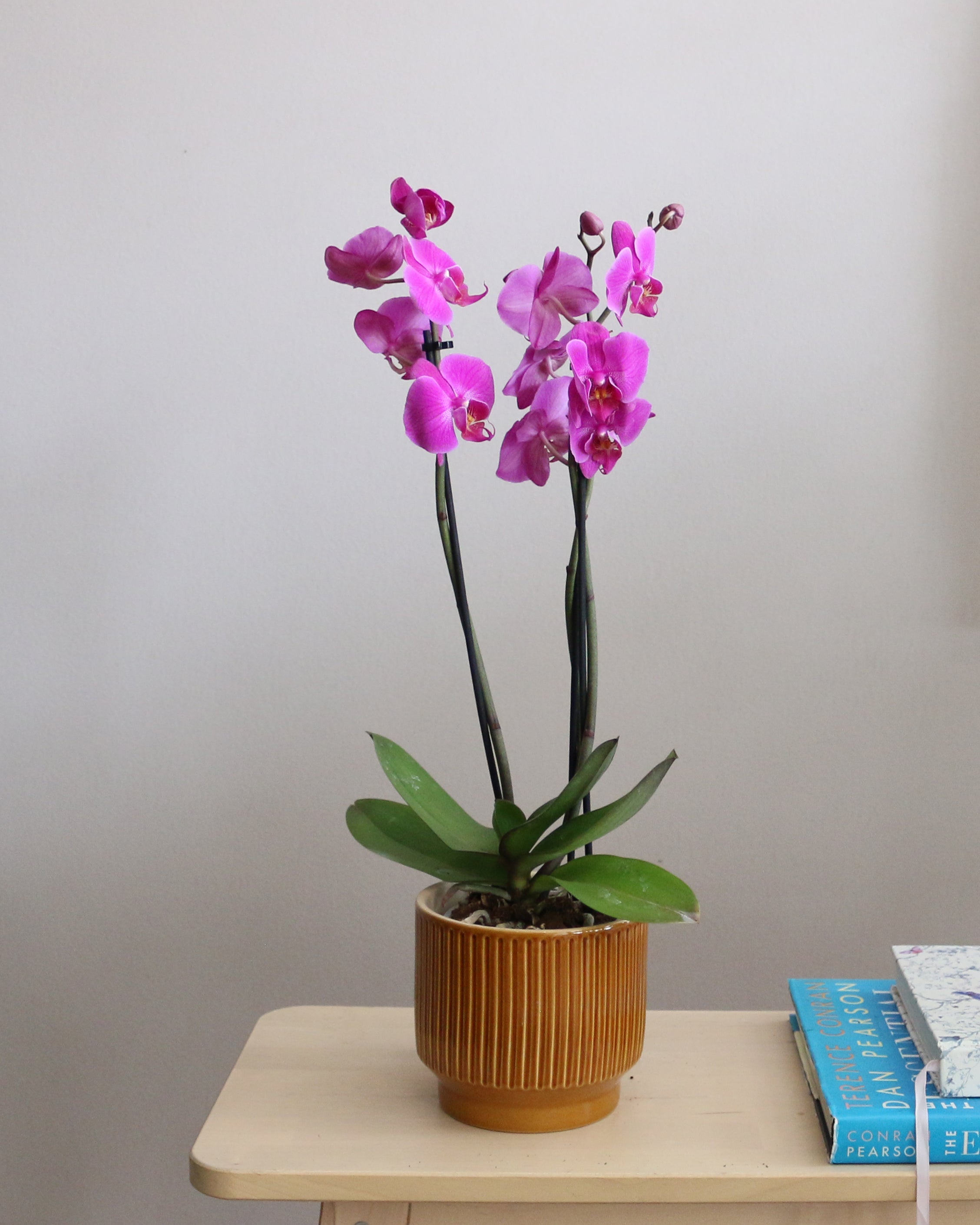 Orchid