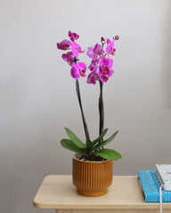 Orchid