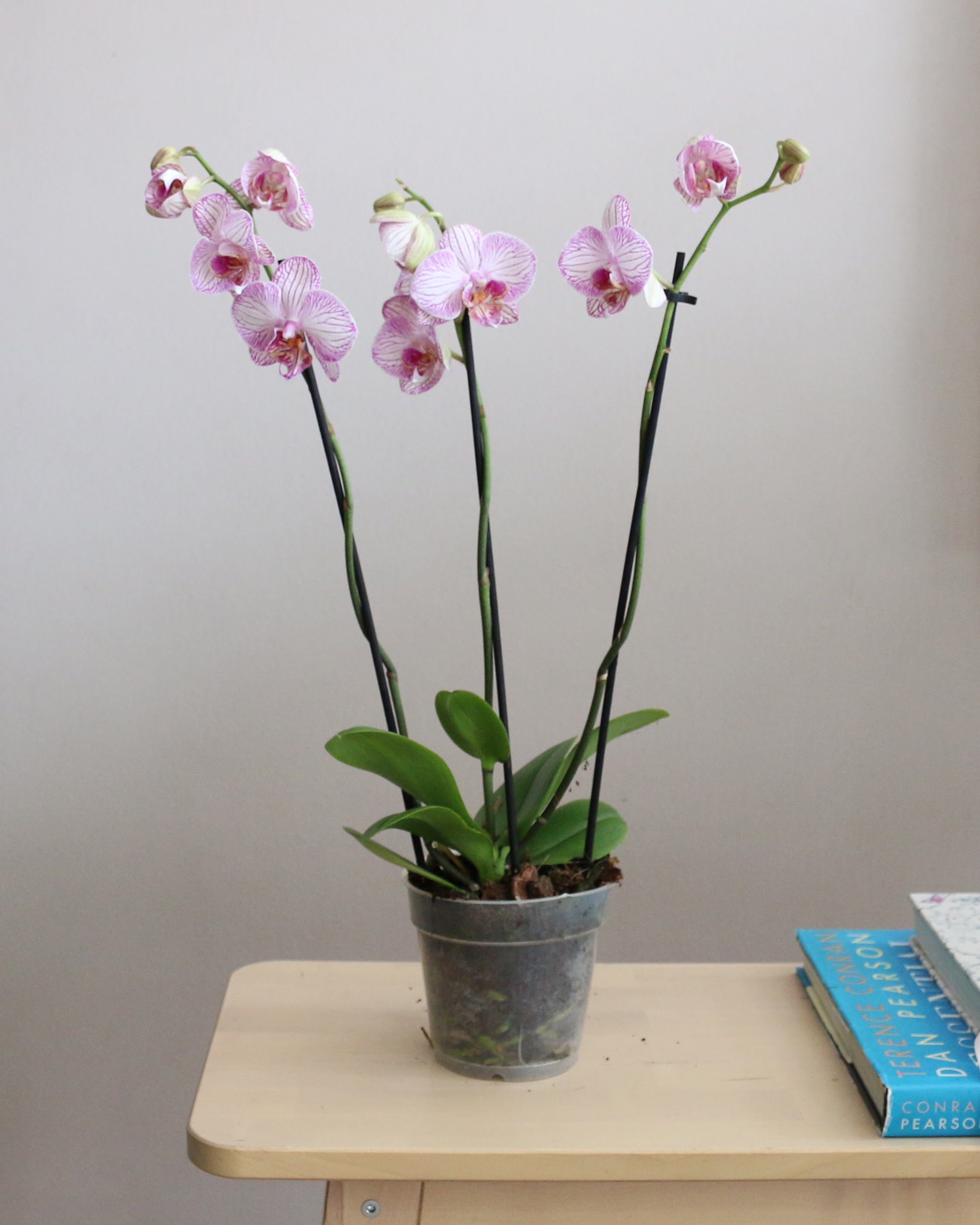 Orchid