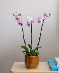 Orchid