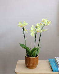 Orchid