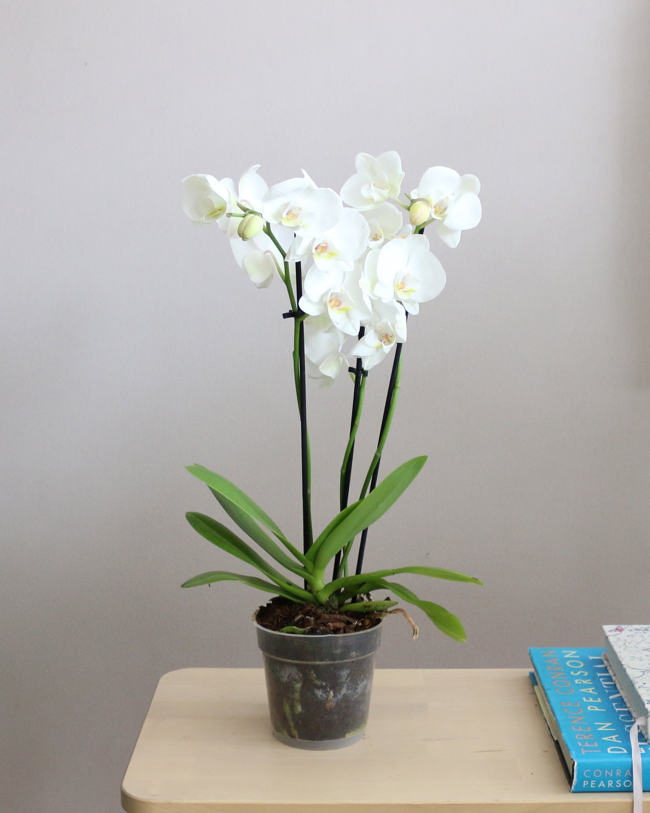Orchid