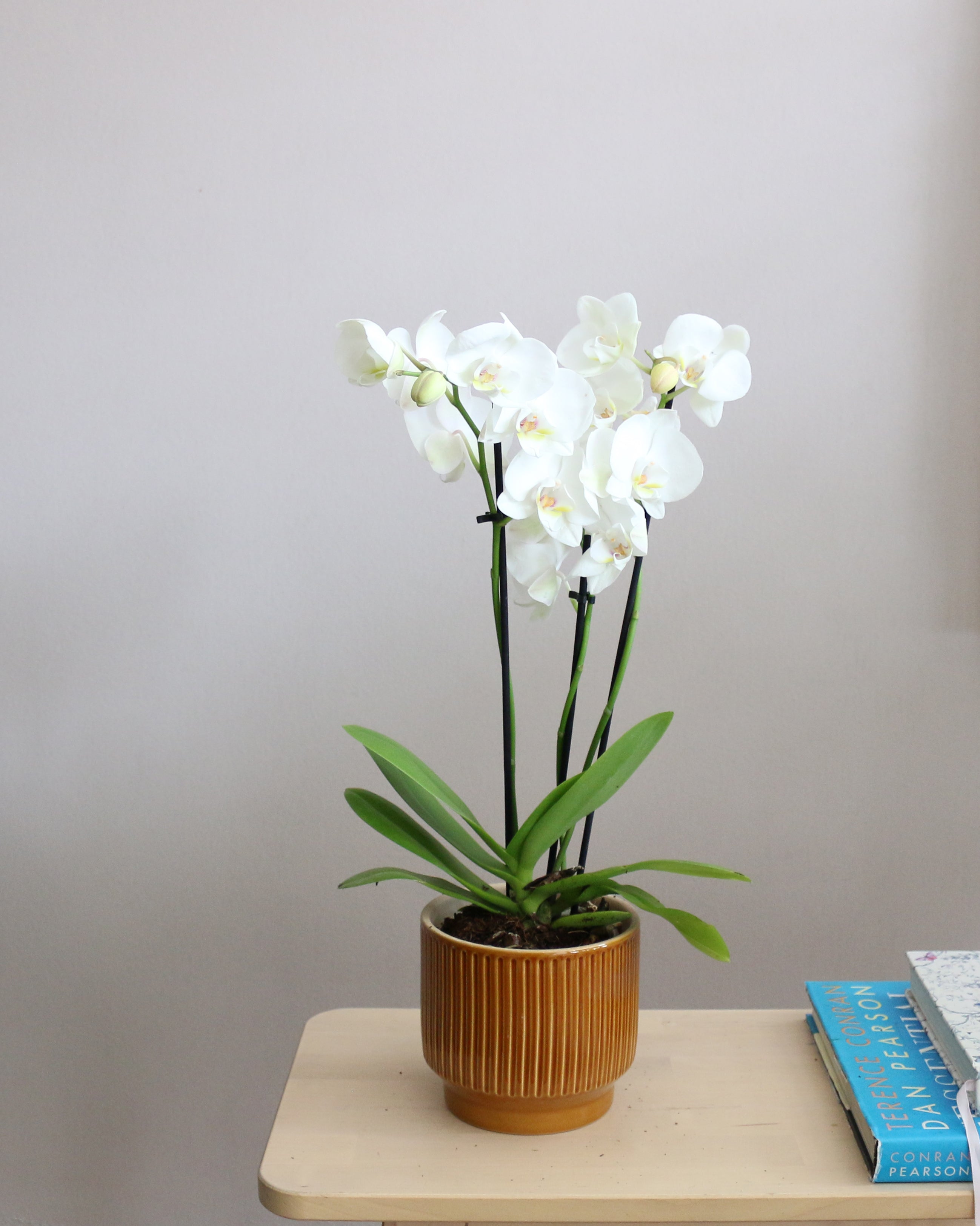 Orchid