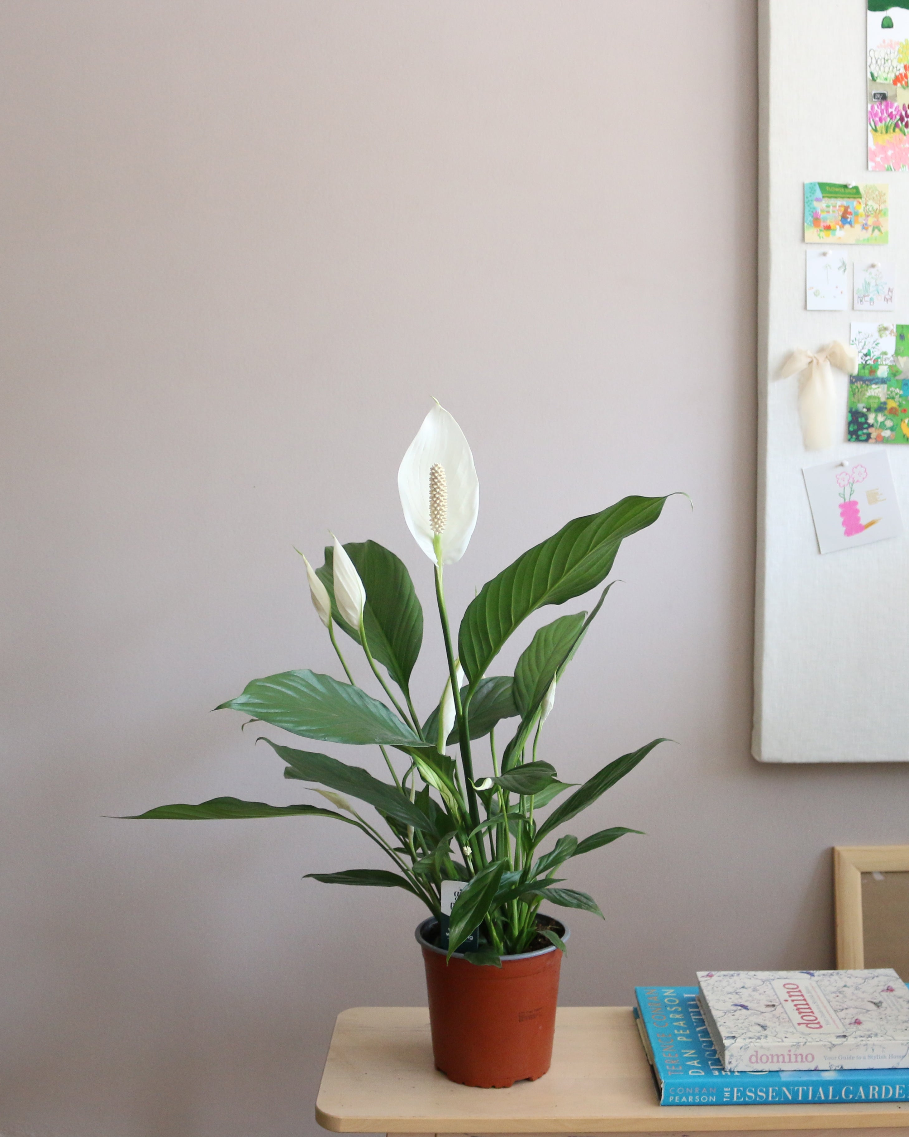 Peace Lily