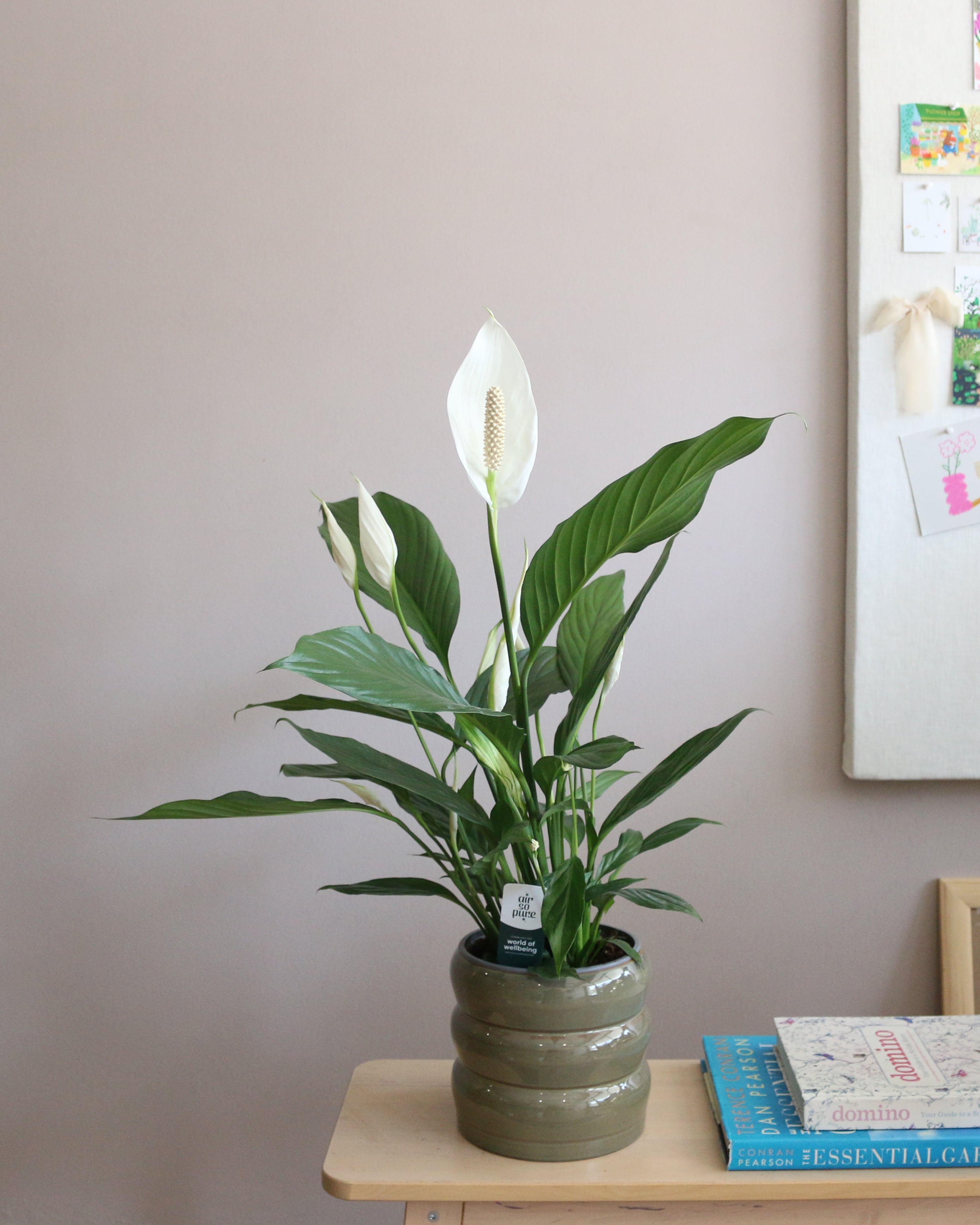 Peace Lily