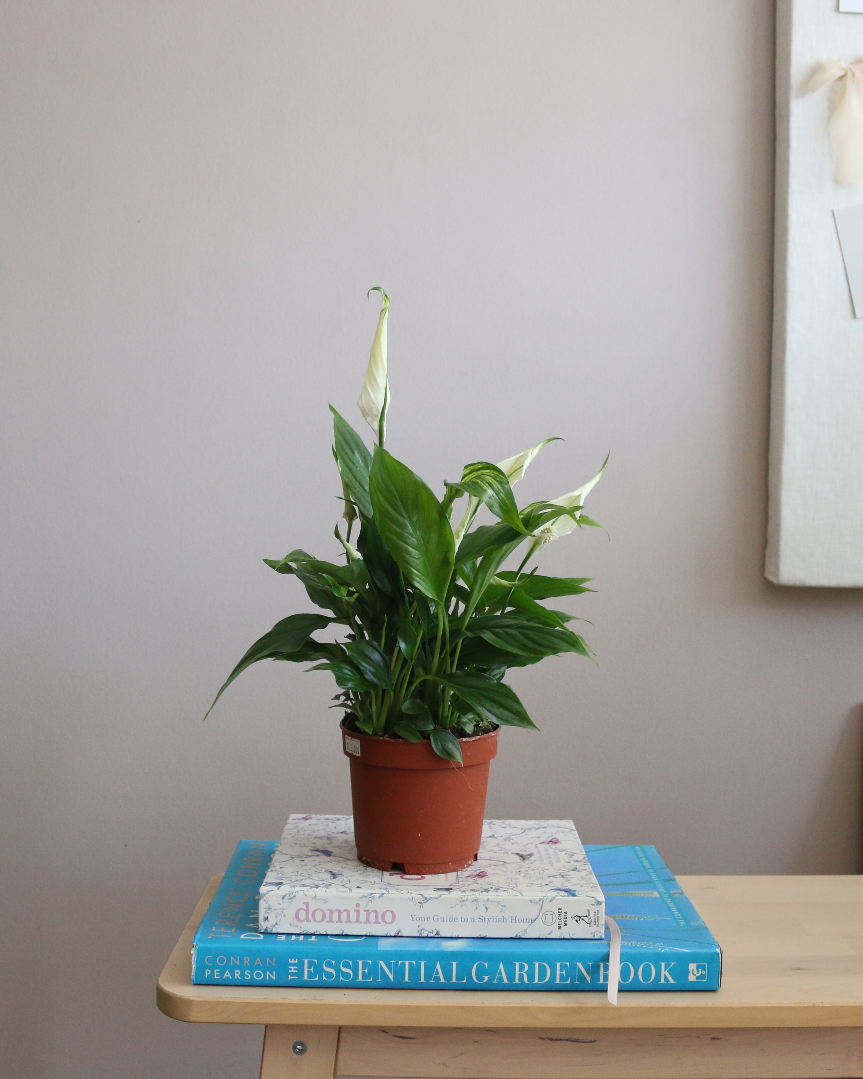 Peace Lily